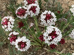 Stellera chamaejasme