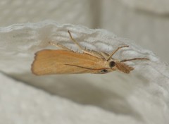 Pediasia luteella