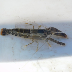 Alpheus novaezealandiae