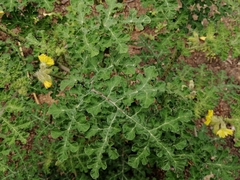Solanum fructu-tecto