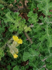 Solanum fructu-tecto