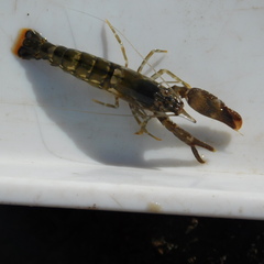 Alpheus novaezealandiae