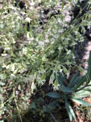 Silene lemmonii