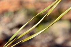 Lomandra leucocephala