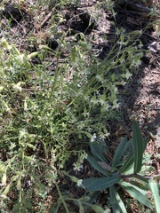 Silene lemmonii