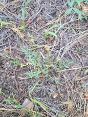 Lomatium engelmannii