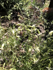 Silene lemmonii