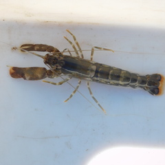 Alpheus novaezealandiae