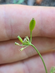 Lomatium engelmannii