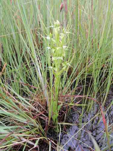 Horned Ghost Orchid
