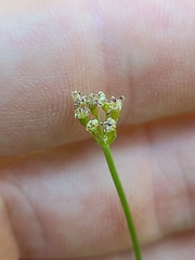 Lomatium engelmannii