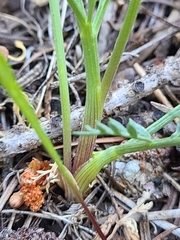 Lomatium engelmannii
