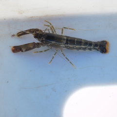 Alpheus novaezealandiae