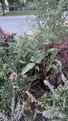 Asclepias speciosa