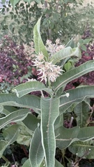 Asclepias speciosa