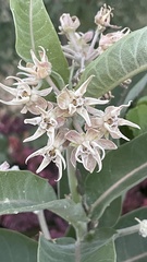 Asclepias speciosa
