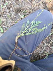 Lomatium engelmannii