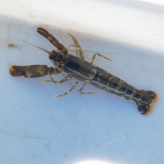 Alpheus novaezealandiae