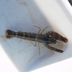 Alpheus novaezealandiae