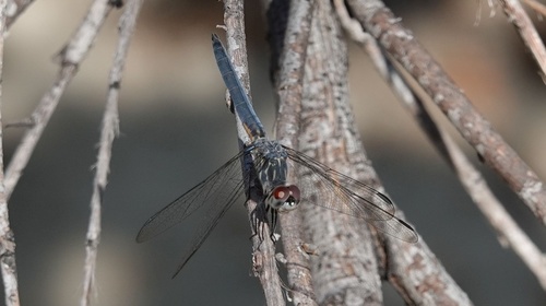photo of Blue Dasher (Pachydiplax longipennis)
