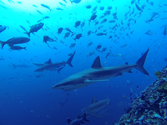Carcharhinus galapagensis