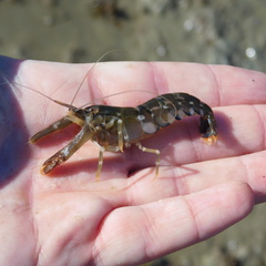 Alpheus novaezealandiae