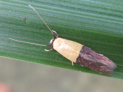 Opogona nipponica