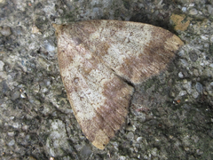 Scedopla diffusa