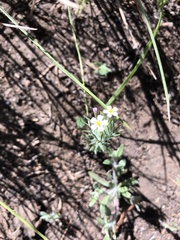 Leptosiphon ciliatus