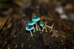 Mycena cyanocephala