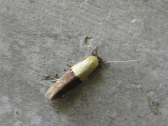 Opogona nipponica