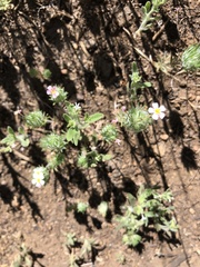 Leptosiphon ciliatus