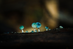Mycena cyanocephala
