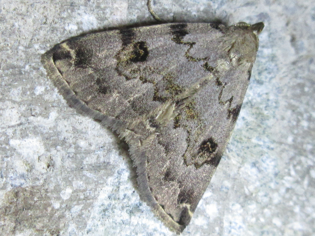 Sinarella nigrisigna