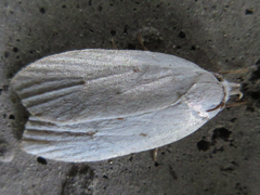Scythropiodes approximans