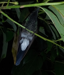 Chalybura buffonii
