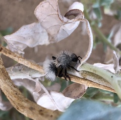 Dasymutilla nocturna