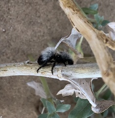 Dasymutilla nocturna