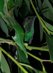 Chalybura buffonii