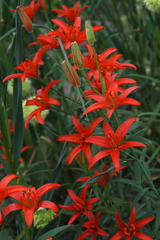 Lilium concolor partheneion