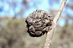 Apiomorpha strombylosa