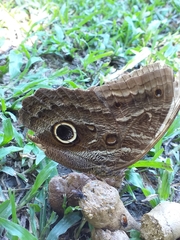Caligo illioneus