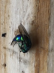 Chrysis iris