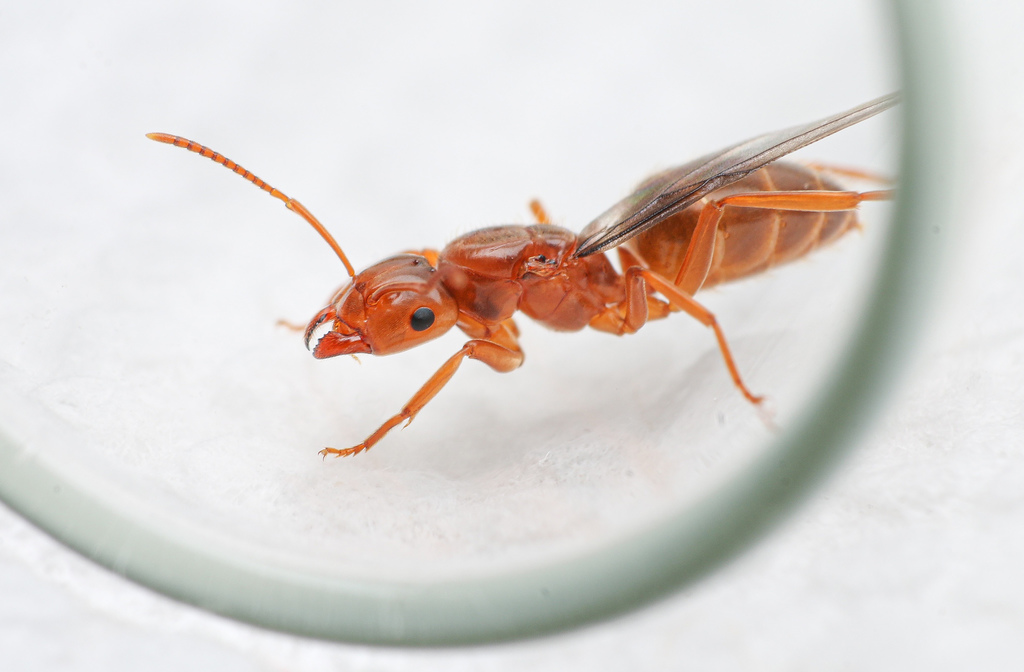 Less Shady Fuzzy Ant