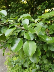 Pyrus communis