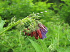 Symphytum asperum