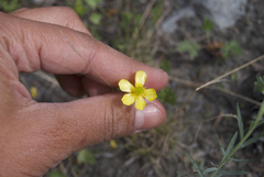Ranunculus pedatifidus affinis