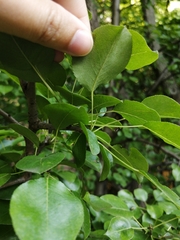 Pyrus communis