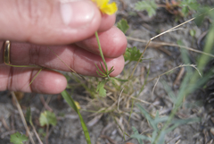 Ranunculus pedatifidus affinis