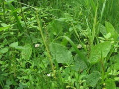Carex sylvatica